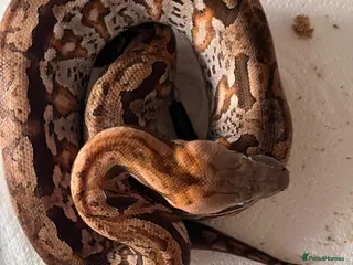 Boa Snake reptiles Madagascar ground boas babies - Advert 1