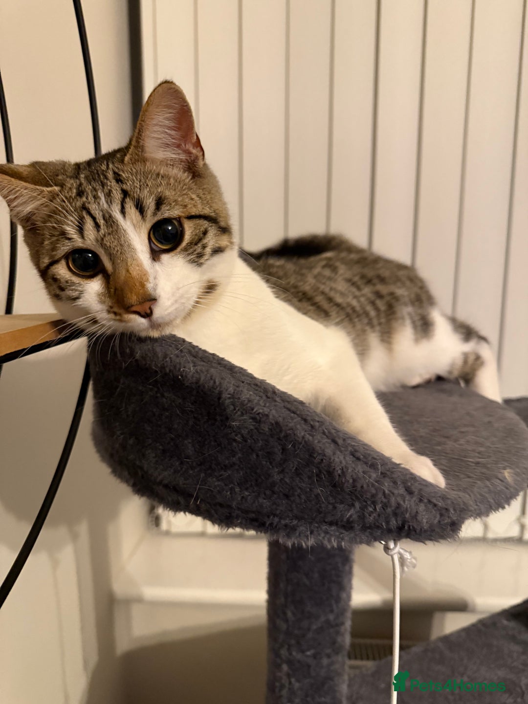 Bengal cats for sale: Half Bengal Kitten with gorgeous markings - Image 2