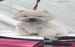 West Highland Terrier dogs for sale: Gorgeous pedigree westies, excellent bloodlines - Image 29