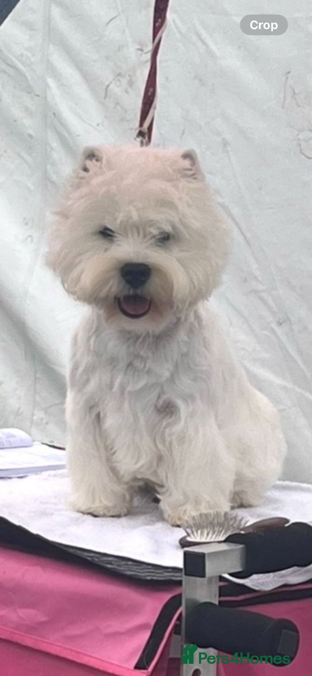 West Highland Terrier dogs for sale: Gorgeous pedigree westies, excellent bloodlines - Image 29
