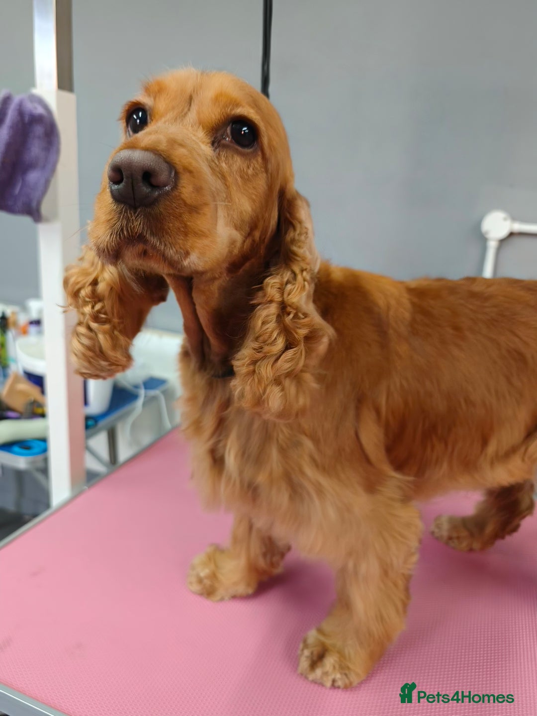 Cocker Spaniel dogs for sale: Two Cocker spaniel dogs. Girl and Boy - Advert 15