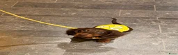 Miniature Dachshund dogs for stud: KC Registered Miniature Long-Haired Dachshund in London - Advert 8