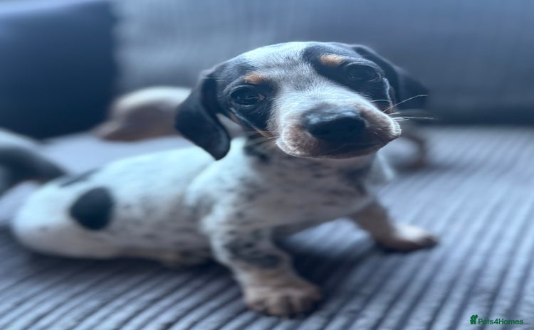 Dachshund dogs - Advert 5
