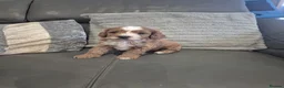 Cavapoo dogs for sale: F1 Cavapoo's  - Advert 33