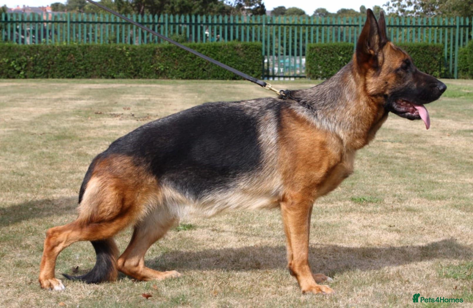 German Shepherd dogs SHOW LINE GSD FEMALE - Advert 9