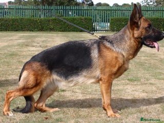 German Shepherd dogs SHOW LINE GSD FEMALE - Advert 9