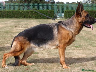 German Shepherd dogs SHOW LINE GSD FEMALE - Advert 2