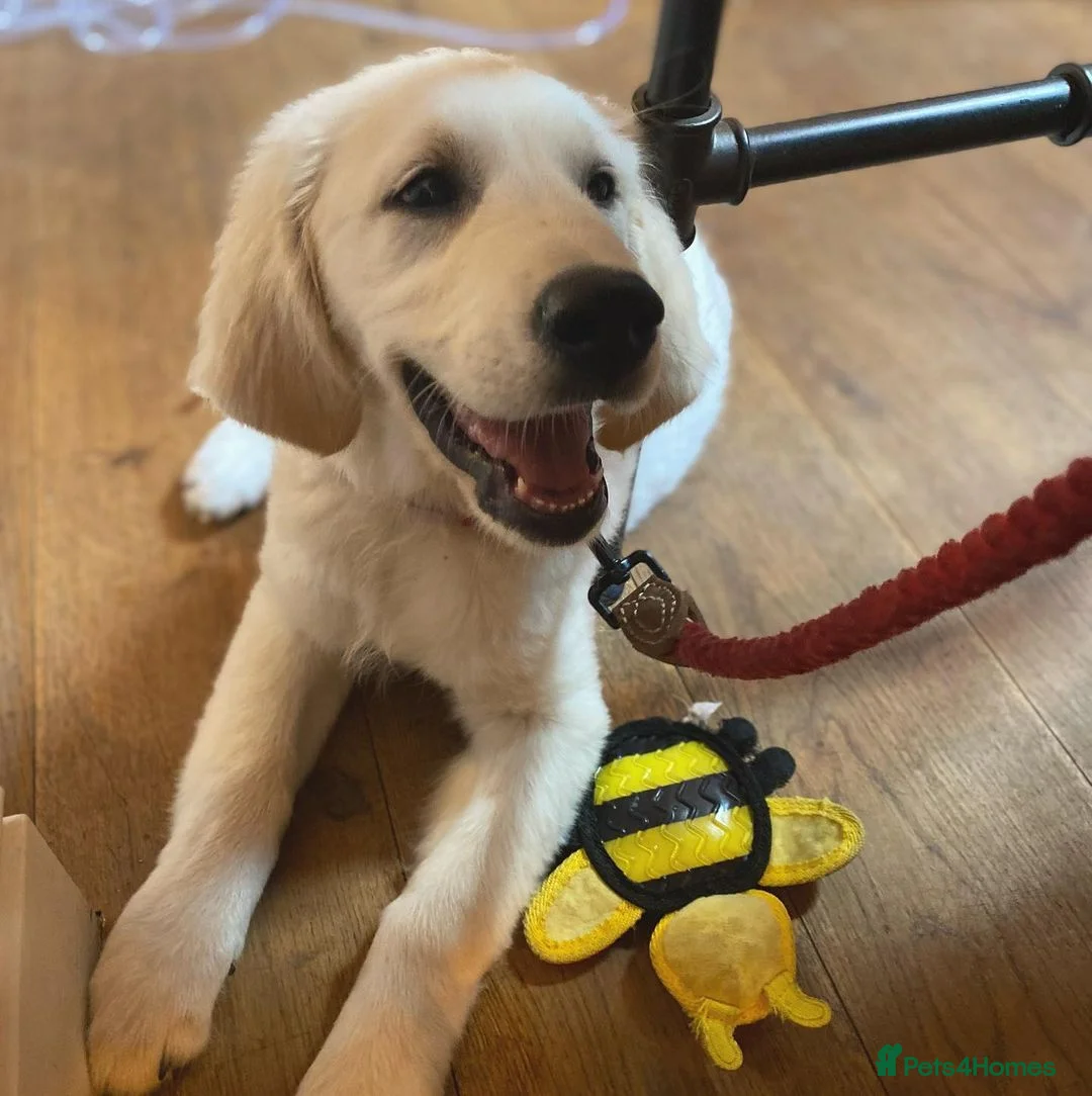 Golden Retriever dogs for sale: Golden Retriever Puppy for Rehome  in Glasgow - Advert 2