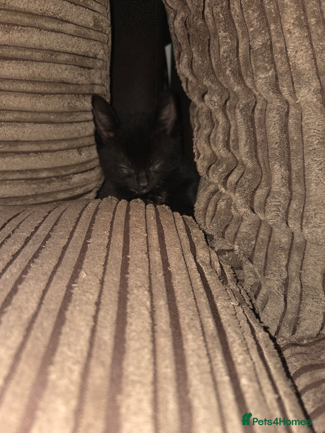 Mixed Breed cats for sale: Black kitten for sale - Image 3