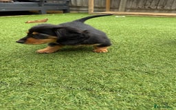 Miniature Dachshund dogs for sale: Miniature Dachshunds Vaccinated and Ready to leave in Harlow - Image 8