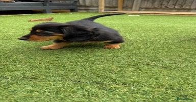 Miniature Dachshund dogs in Harlow - Advert 3