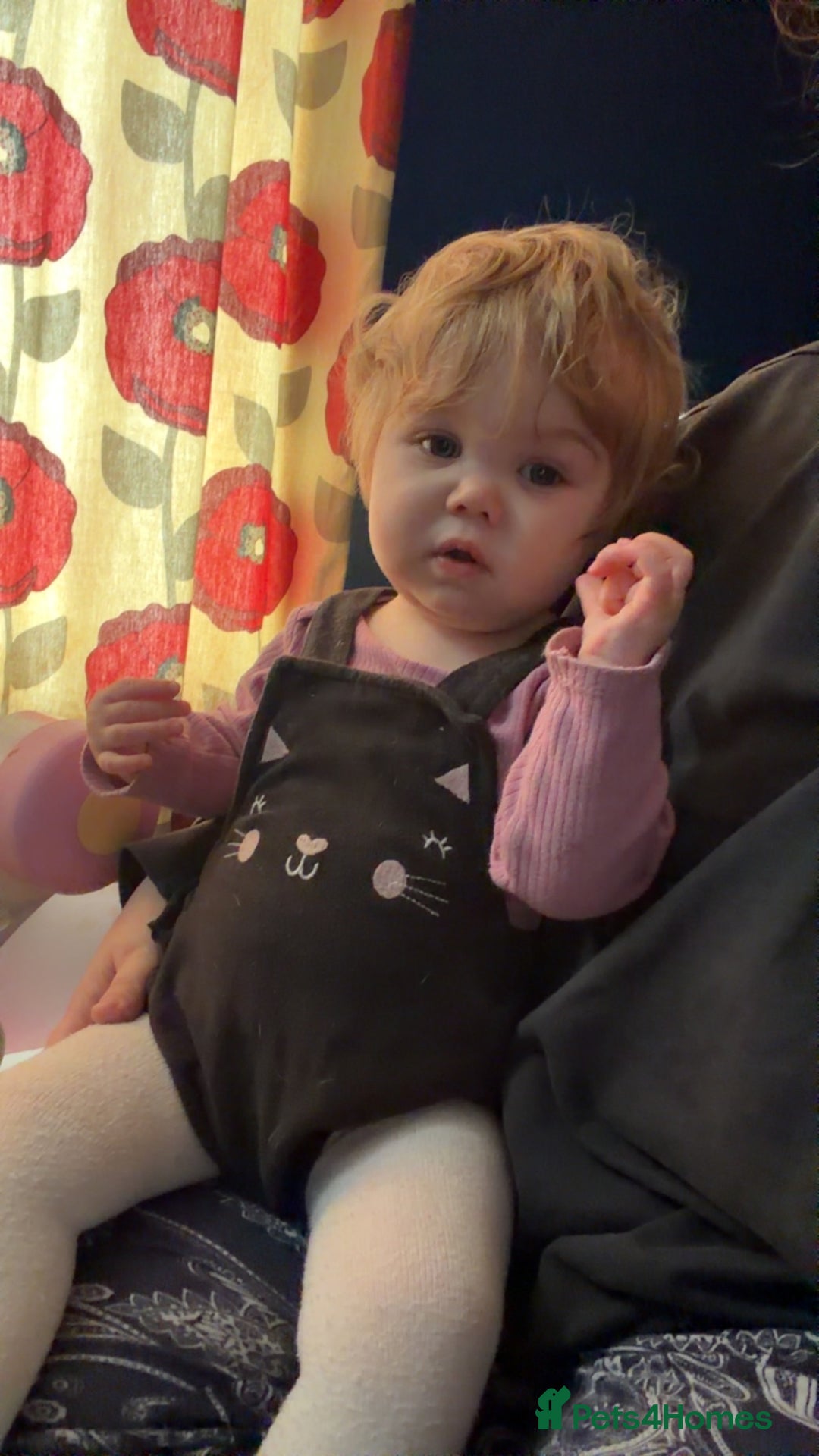 Dalmatian dogs for sale: Beautiful Dalmatian Puppies - Advert 16