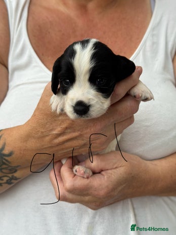 Sprocker dogs - Advert 1