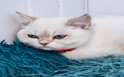 British Shorthair cats for sale: Beautiful Blue Gold & Choc Gold Colourpoint boys - Image 16