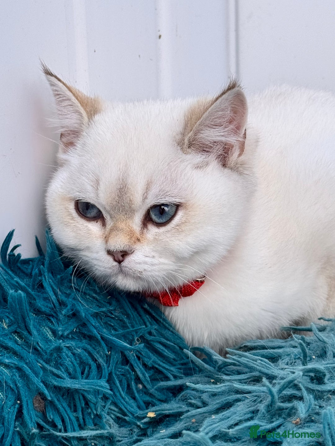 British Shorthair cats for sale: Beautiful Blue Gold & Choc Gold Colourpoint boys - Image 16