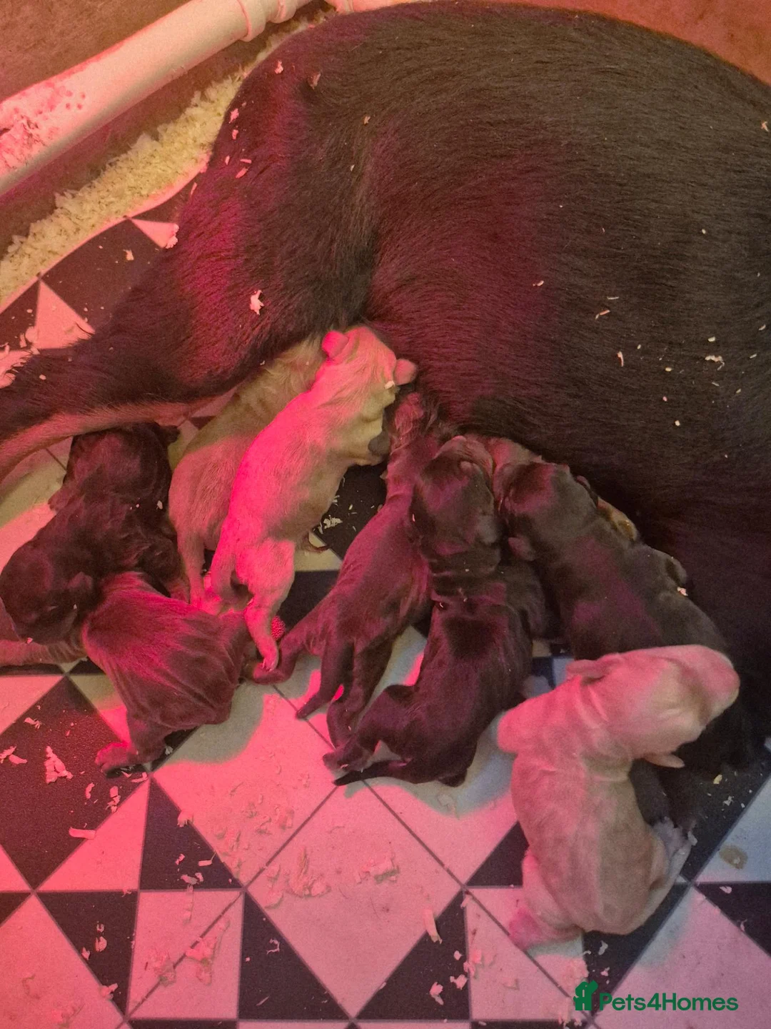 Cocker Spaniel dogs for sale: Kc Cocker spaniel pups - Advert 16