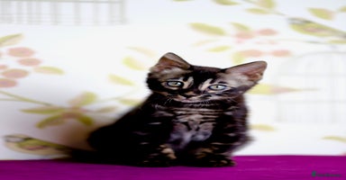 Bengal cats - Advert 14
