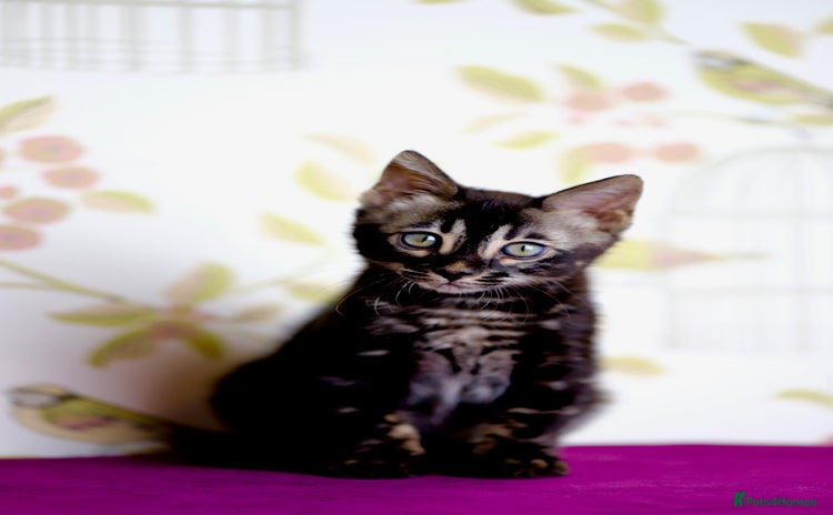 Bengal cats - Advert 7