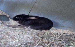 Rex rabbits for sale: I have a male and female rabbits  - Image 3