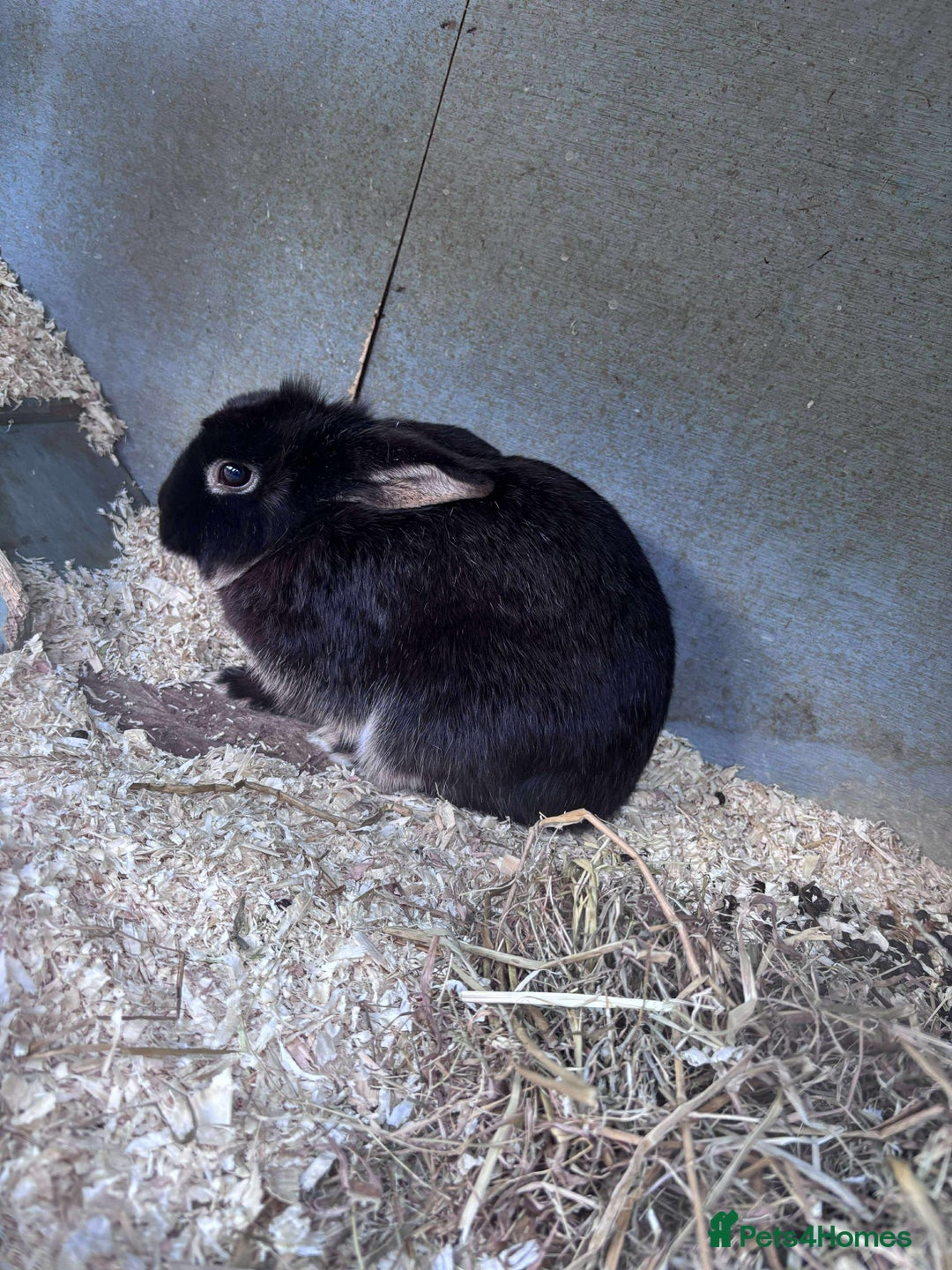 Rex rabbits for sale: I have a male and female rabbits  - Image 3
