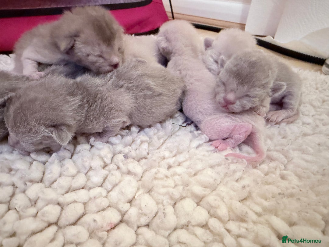 Burmese cats for sale: GCCF-Home raised-BurmeseKittens ready end February - Advert 2