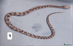 Corn Snake reptiles for sale: Corn Snake Morph Hatchling's  - Image 2