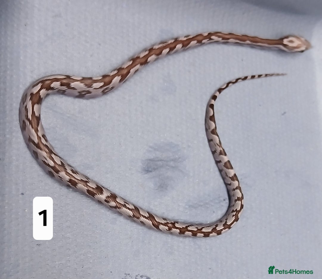 Corn Snake reptiles for sale: Corn Snake Morph Hatchling's  - Image 2