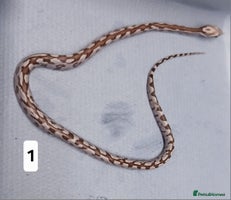 Corn Snake reptiles Corn Snake Morph Hatchling's - Advert 2