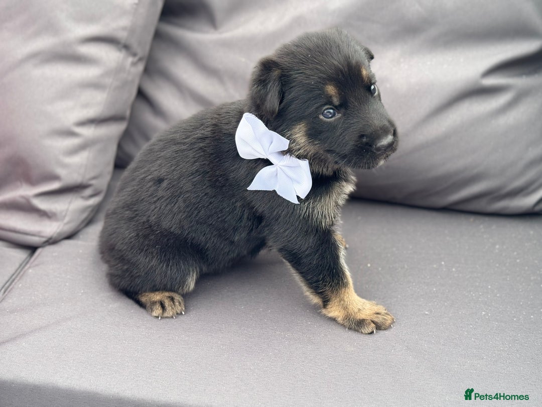 German Shepherd dogs for sale: Short coat straight back German Shepard  in Wolverhampton - Image 29