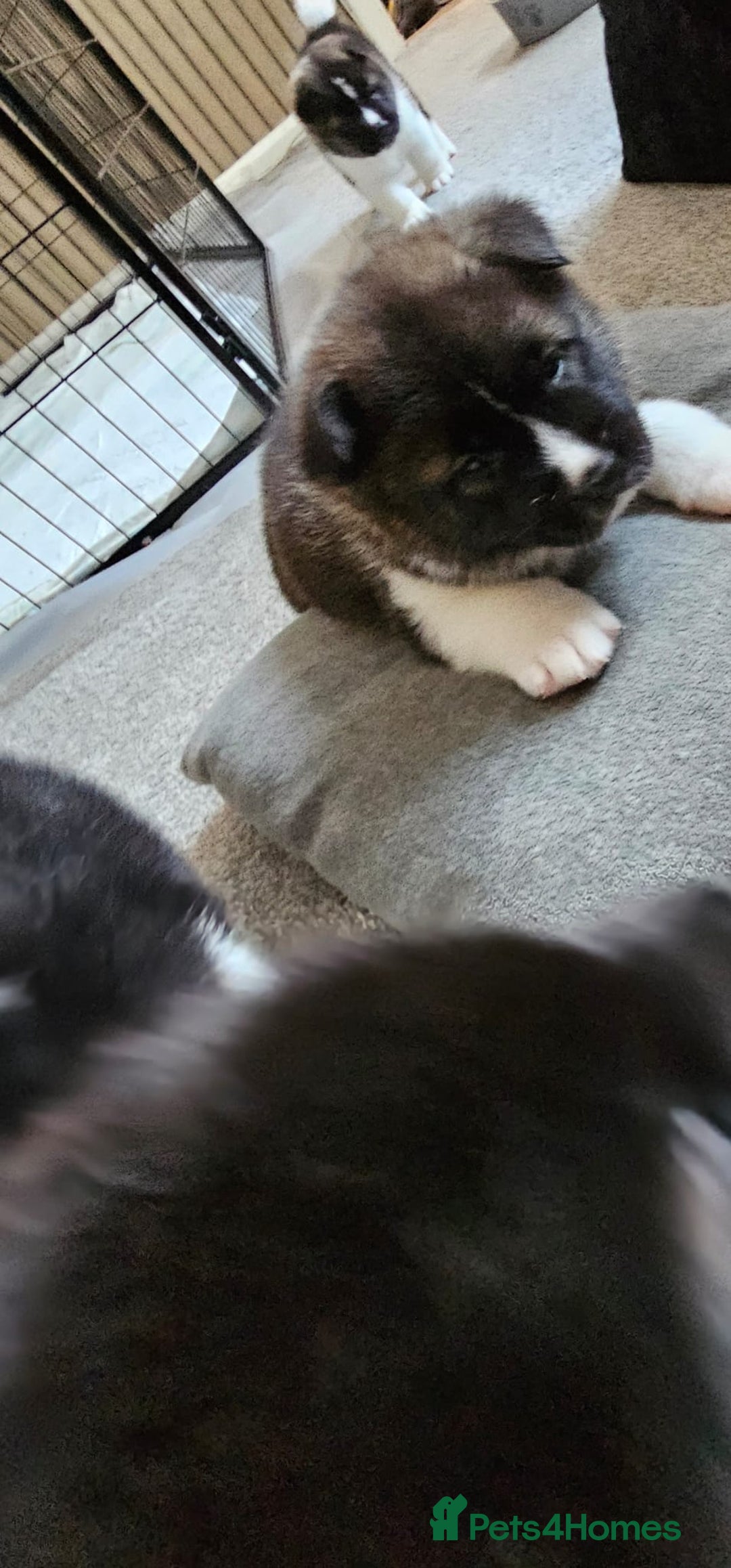 Akita dogs for sale: 🐾 American Akita Puppies for Forever Homes 🐾 - Image 22