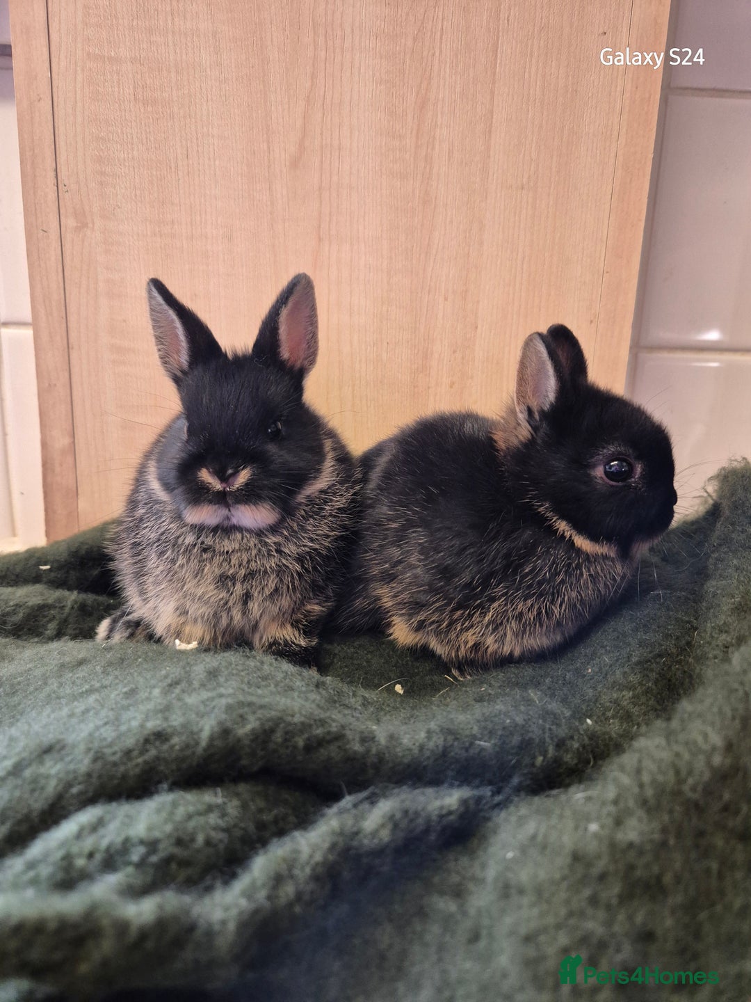 Netherland Dwarf rabbits for sale: Netherland dwarf / female's?  - Advert 1