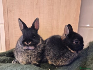 Netherland Dwarf rabbits Netherland dwarf / female's? - Advert 1