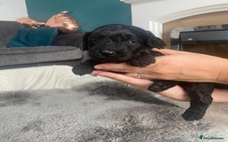 Cockapoo dogs for sale: **Last** Male Cockapoo Puppies avaliable 8th Oct  - Image 14