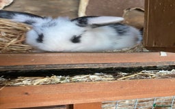 Mini Lop rabbits for sale: 4 beautiful rabbits  - Image 12