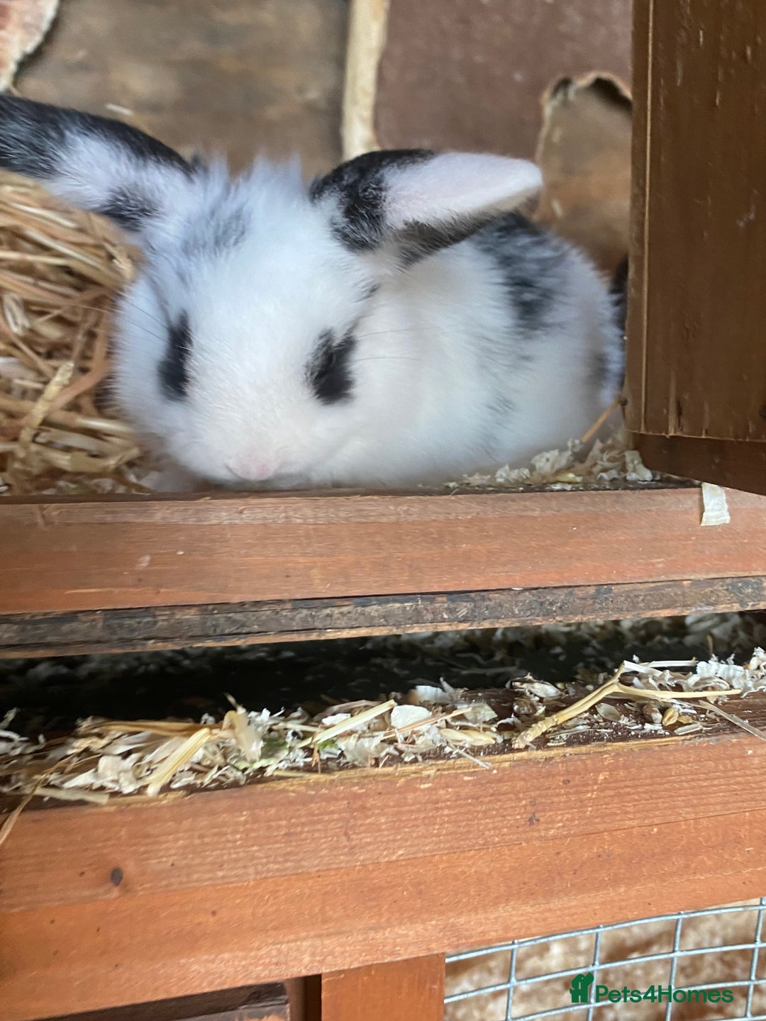 Mini Lop rabbits for sale: 4 beautiful rabbits  - Image 12