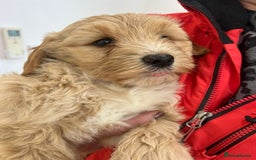 Labradoodle dogs for sale: Gorgeous Healthy Labradoodle Puppies  - Image 8