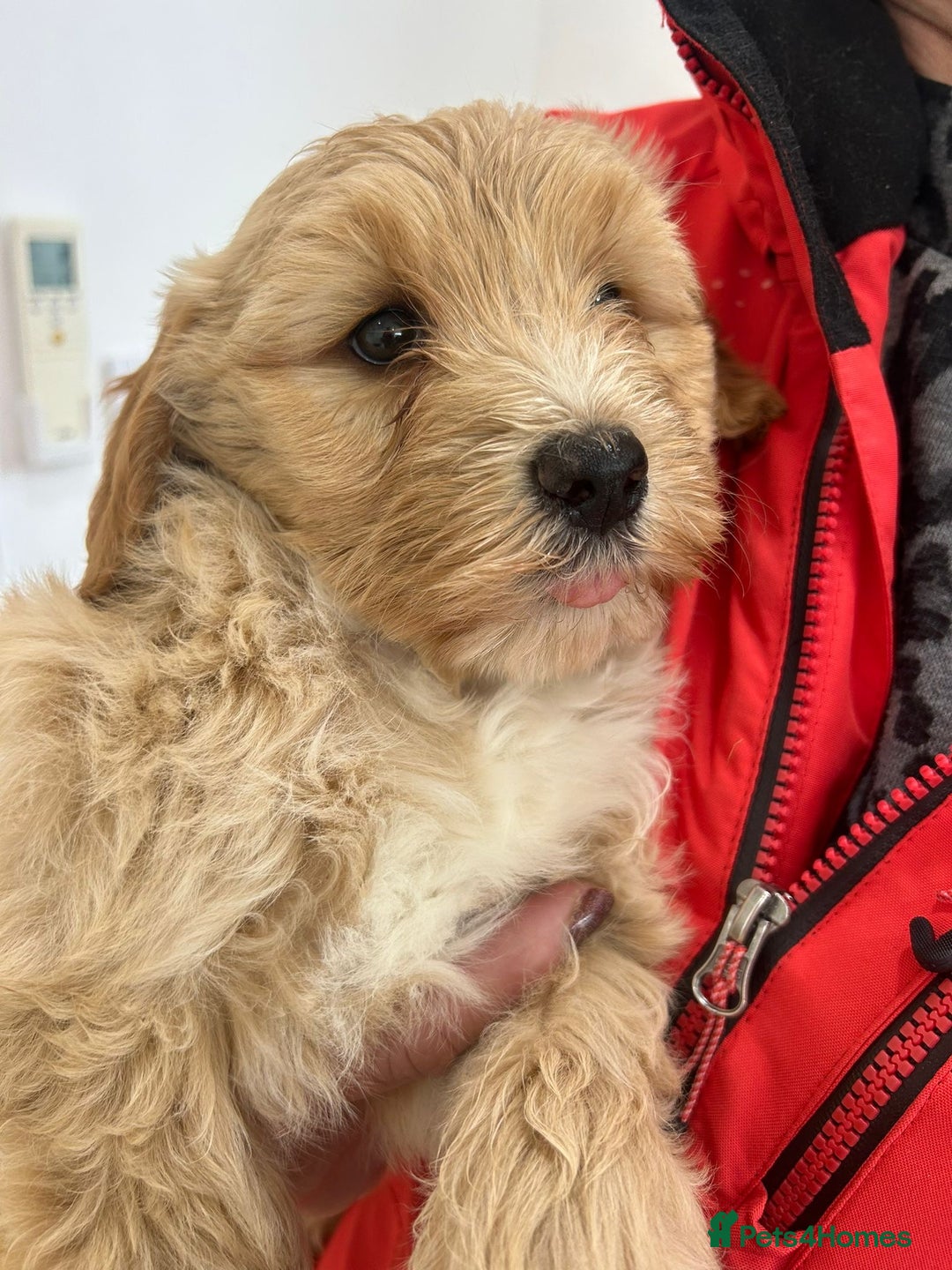 Labradoodle dogs for sale: Gorgeous Healthy Labradoodle Puppies  - Image 8