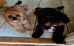 Shihpoo dogs for sale: F2 shihpoo puppies. - Image 24