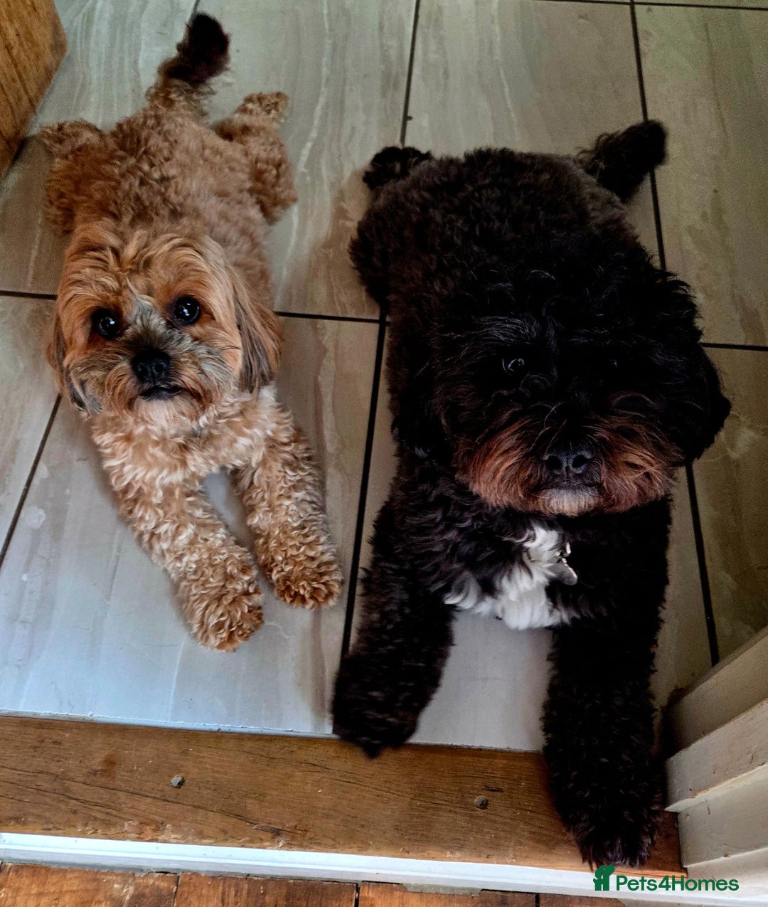 Shihpoo dogs for sale: F2 shihpoo puppies. - Image 24