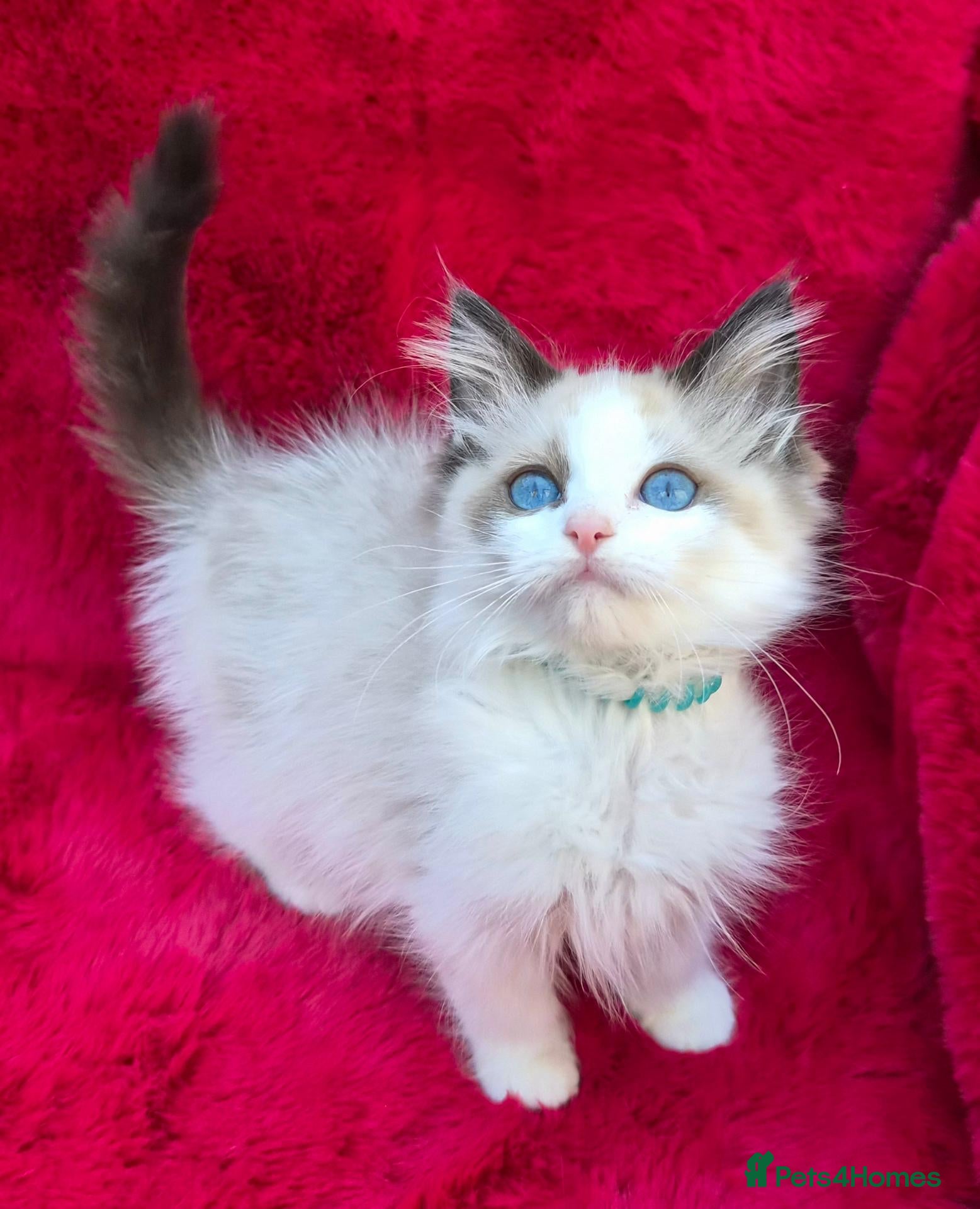 Ragdoll cats GCCF Registered Ragdoll Kittens  - Advert 2