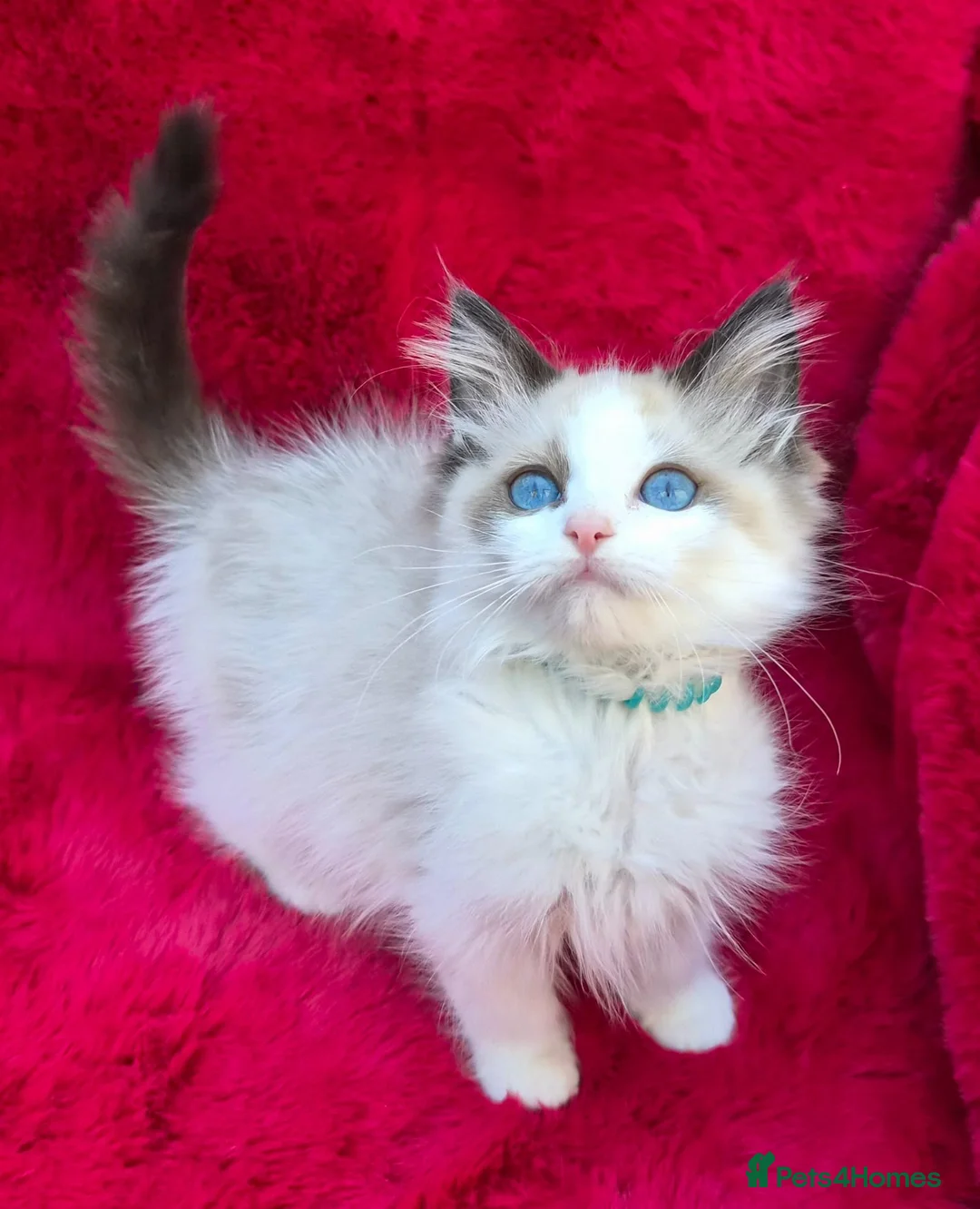 Ragdoll cats for sale: GCCF Registered Ragdoll Kittens  - Advert 2