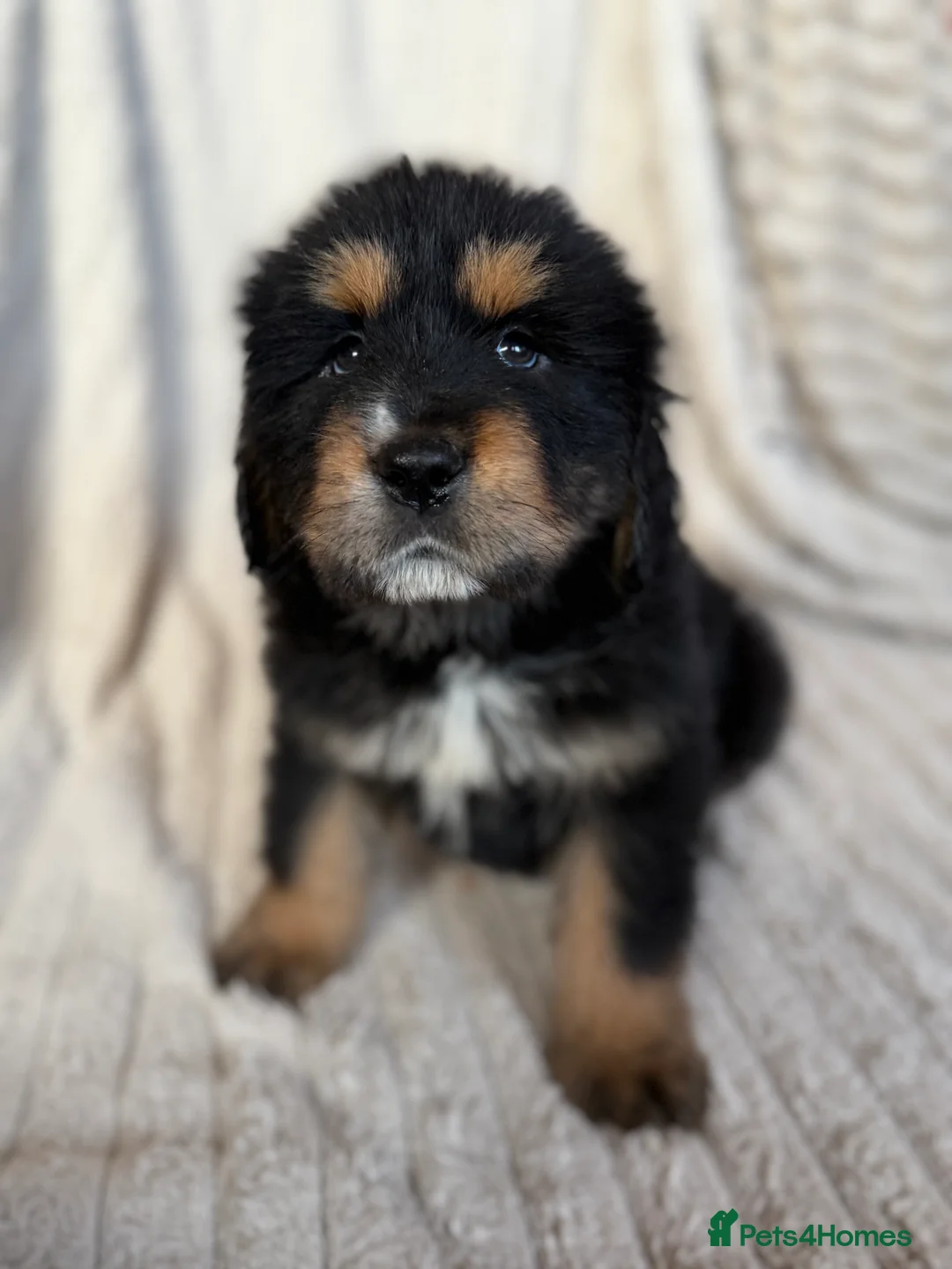 Tibetan Mastiff dogs for sale: Ready now: Outstanding Tibetan Mastiff Puppies - Advert 8