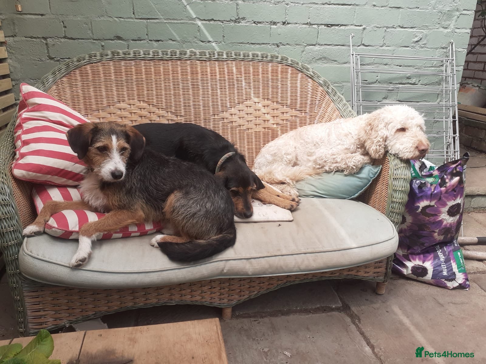 Mixed Breed dogs for sale: Ronnie & Reggie   - Advert 22
