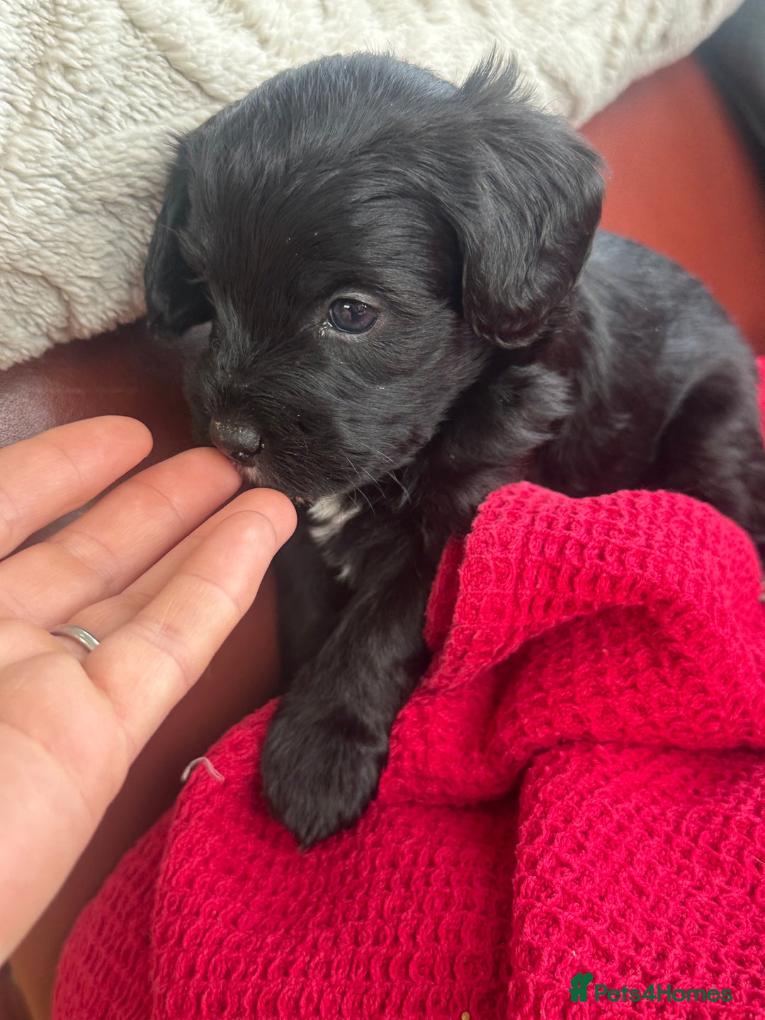 Mixed Breed dogs for sale: Cavapoo Beagle x Miniature Poodle  - Advert 4