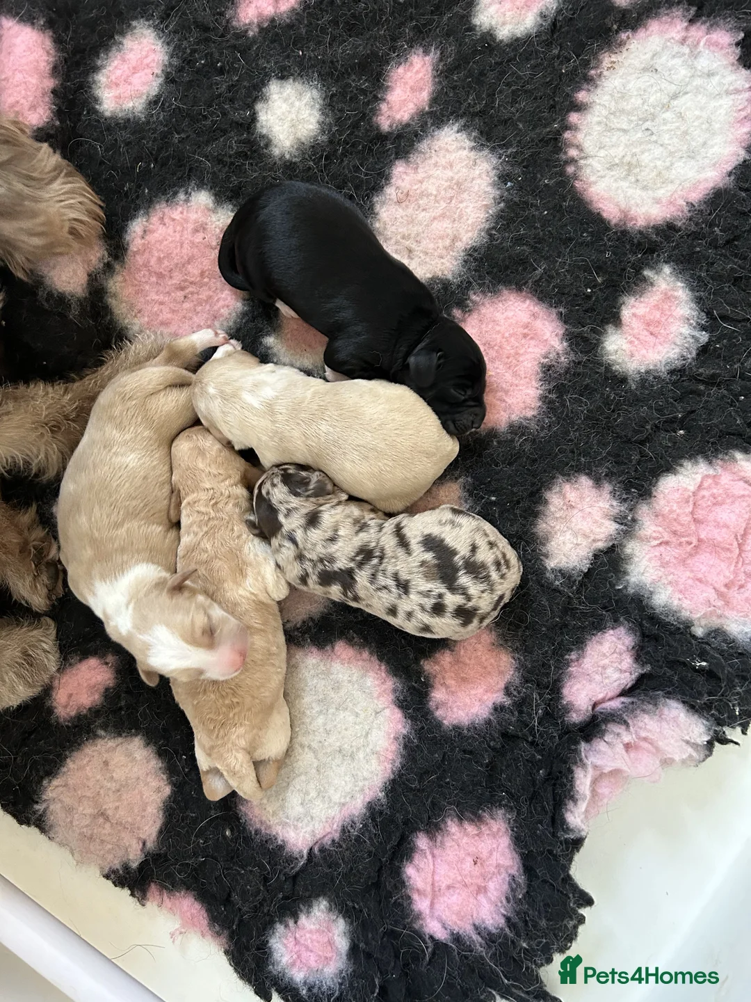 Labradoodle dogs for stud: Multigen/F3b Labradoodle Stud in Calne - Advert 25