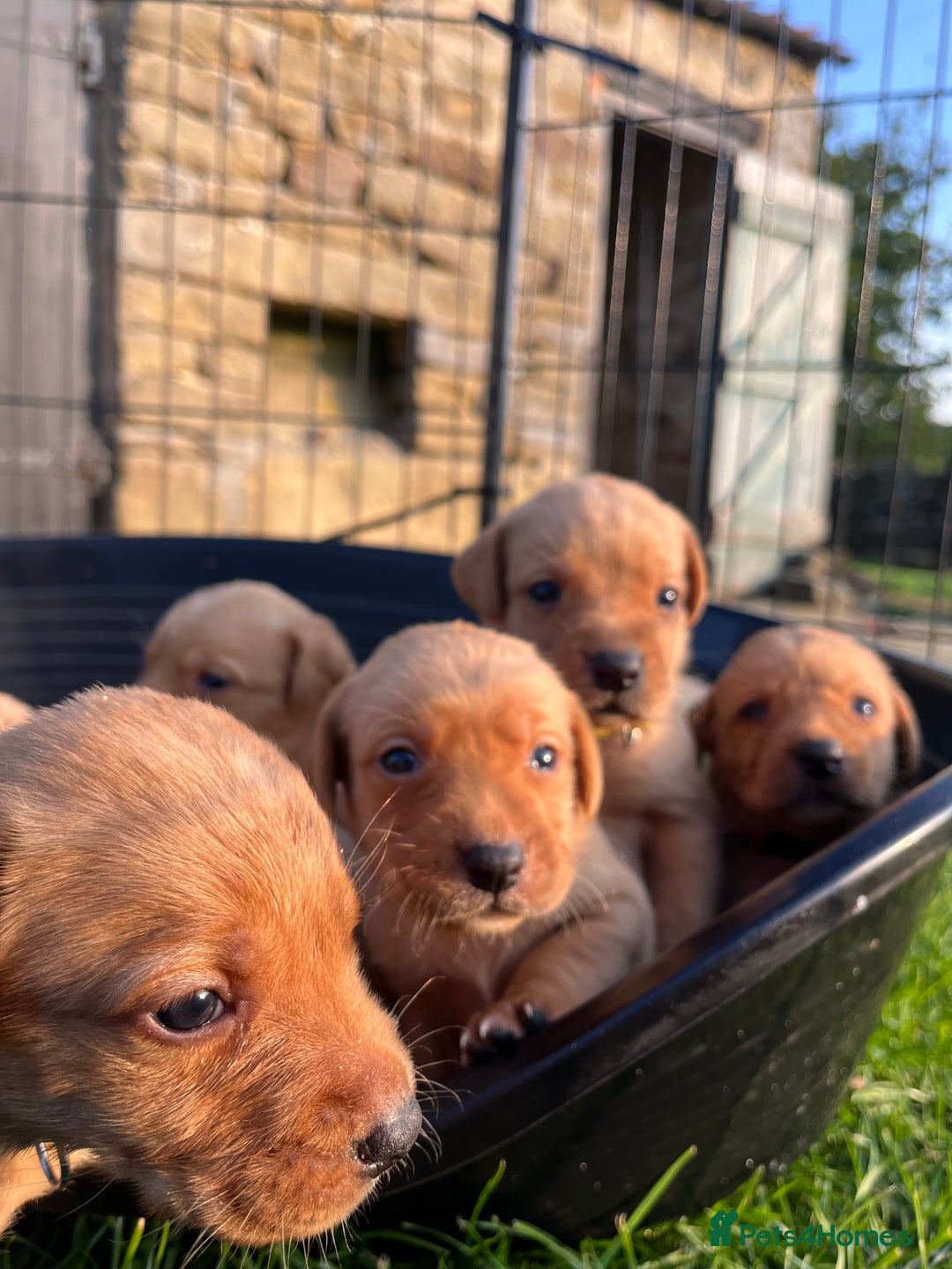 Labrador Retriever dogs for sale: Ready now!! Amazing red fox Labrador puppies  - Image 8