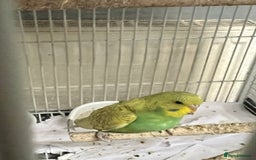 Budgerigars birds for sale: Budgerigars / Budgies - Image 3