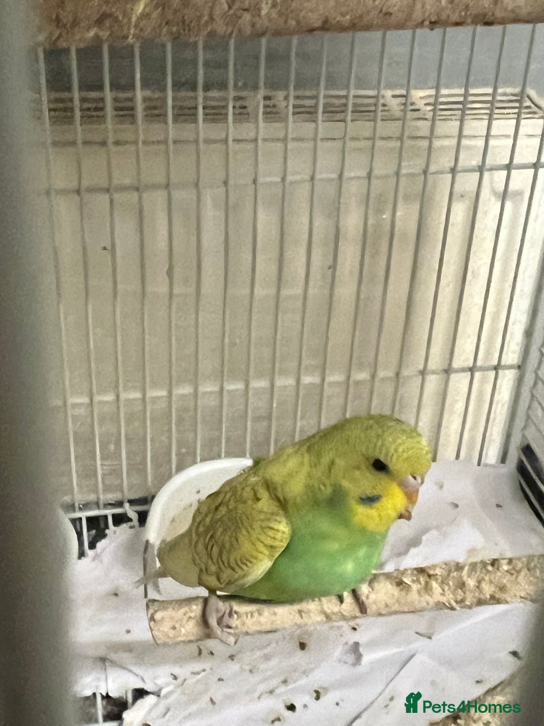 Budgerigars birds for sale: Budgerigars / Budgies - Image 3
