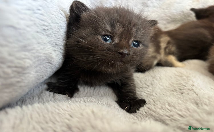 Mixed Breed cats - Advert 6