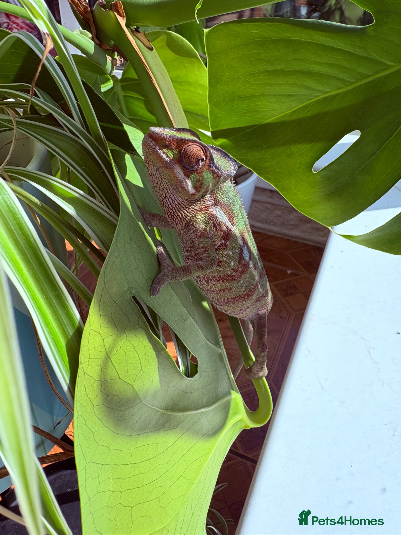 Chameleon reptiles Panther Chameleon- nosy mitsio - Advert 6